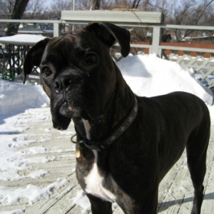 Rocco February 2007