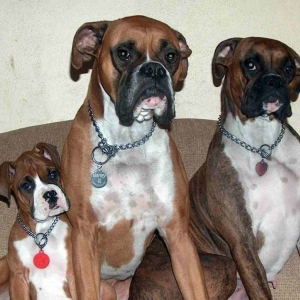 All our Boxers