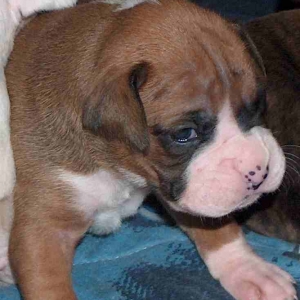 very young Knucklehead