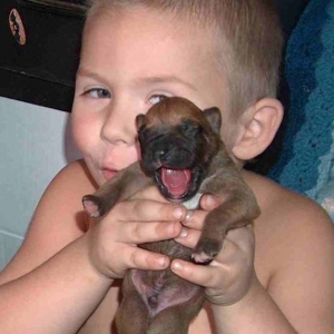 yawning puppy