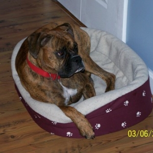 quinn_s_new_bed