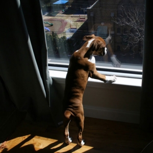 AtlasWindow