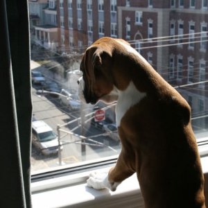 AtlasWindowClose