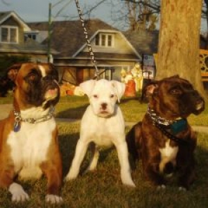 dogs_002-AJ