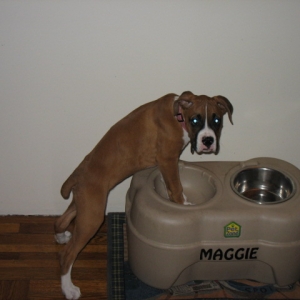 I can reach maggie's bowl now!