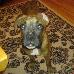Is that a treat in your hand?