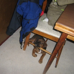 Dublin resting his head