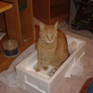 Shilo (aka Kitty)