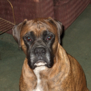 Bruttie boy