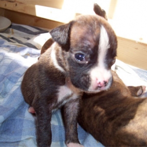 Puppy at 4 weeks.