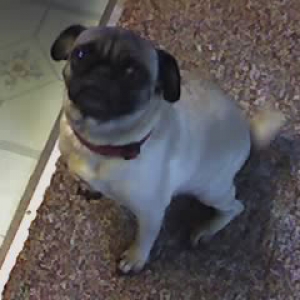 Chyna the Pug