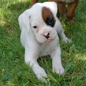 Neva 5 weeks