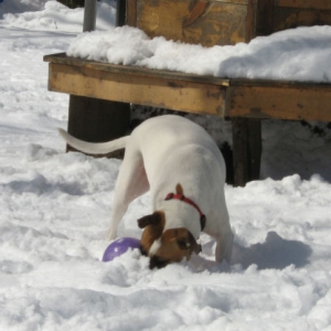 Hannah's Jolly Ball