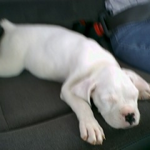 Zeus 9 wks