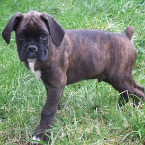 Sampson 9 weeks 5