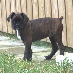 Sampson 9 weeks 6