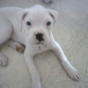 Zeus 10 Weeks