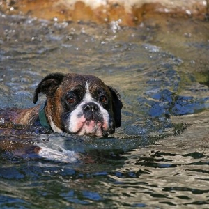 swimmer