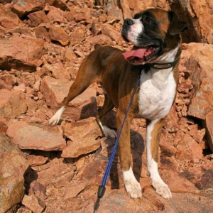 mountain dog