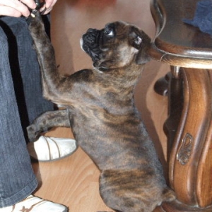 Sampson 9 weeks