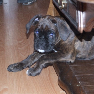Sampson 9 weeks 3