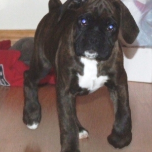 Sampson 9 weeks 4
