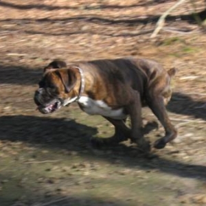 Muffin in action