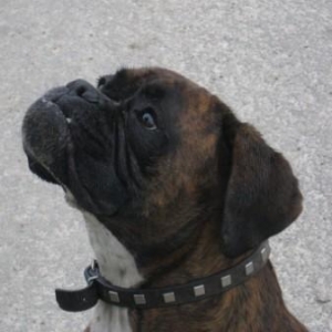 Are ya gonna throw my ball?? Are ya? Huh? Huh? Huh?