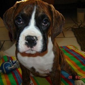 KACEY THE BOXER