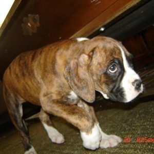 KACEY THE BOXER