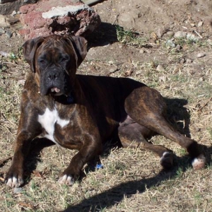 Syd - 1 Year Old