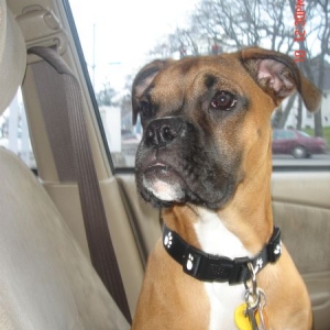 Orion in the car
