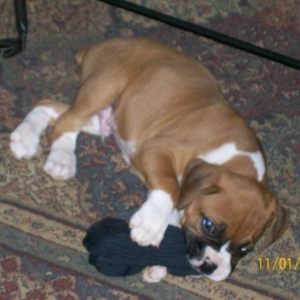 love my sock