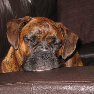Lazy dog