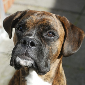 Rocco @ 8.5 months