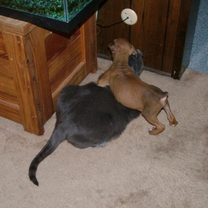 Diesel and Psyco