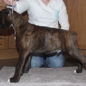 Sampson show training