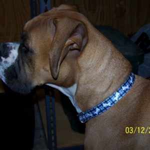 New Spring Collar