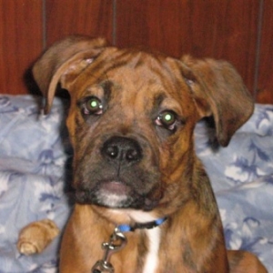 Handsome Boy