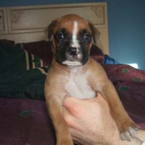 Our Upcoming Puppy