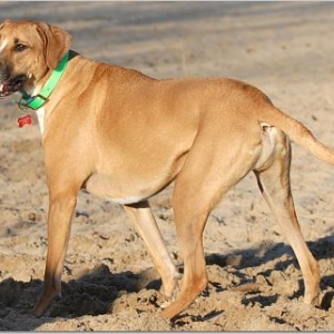 Dog Beach