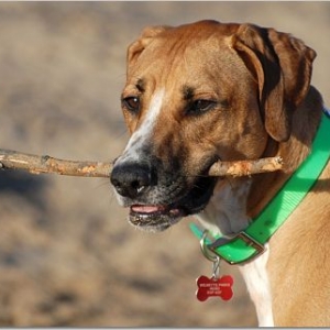Dog Beach 2