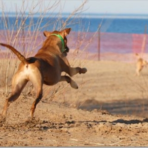Super Dog!