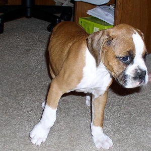 Our newest member, "Roxy"