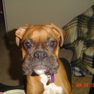 Leila before a lick attack!