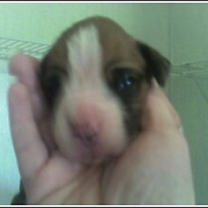 Roxy1