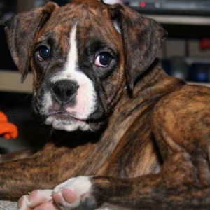 Java at 9 weeks