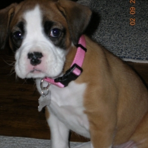 Kallie10weeks