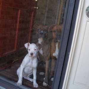 Sad babies