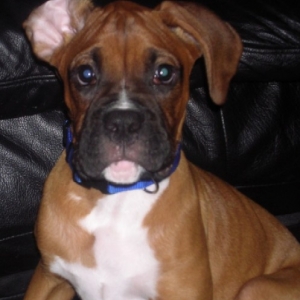 Rex